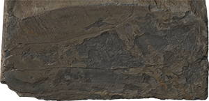 VE0695